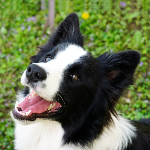 felnőtt kutya kurzus